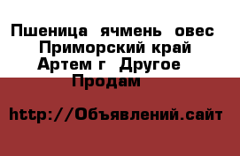 Пшеница, ячмень, овес - Приморский край, Артем г. Другое » Продам   